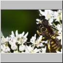 Ectemnius lituratus - Grabwespe 11a 8-12mm Paarung - OS-Wallenhorst-Sandgrube.jpg